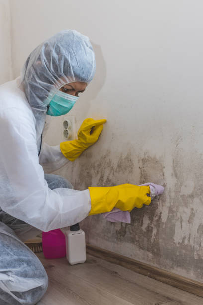 Reliable Castle Point, MO Mold Removal Solutions